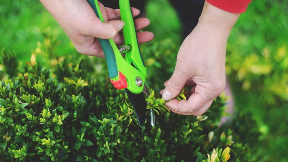 Cum îți transformi curtea într-o oază verde: Pașii esențiali pentru o grădină ecologică reușită