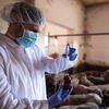 Bacteriile din alimente devin tot mai rezistente la antibiotice în Europa / Terapiile obișnuite își pierd eficiența în fața unor infecții precum cele cu Salmonella și Campylobacter