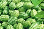 Apare o legumă nouă în grădinile românilor. Stațiunea de Cercetare Buzău va vinde din primăvară răsaduri de castraveți mexicani