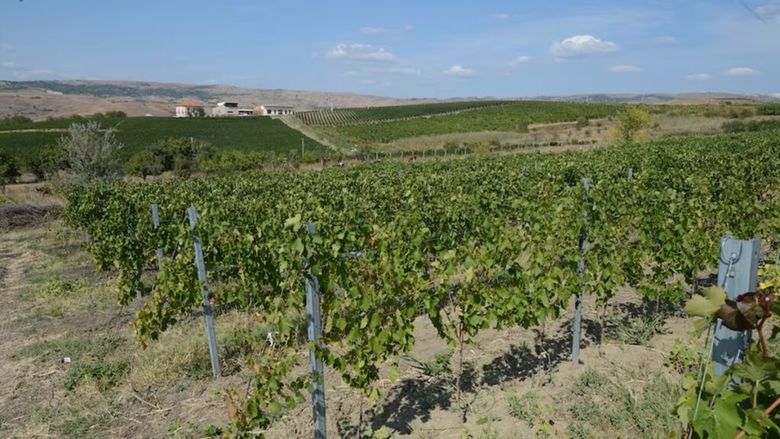 Dealu Mare, pe lista celor mai frumoase regiuni viticole din Europa / Zona românească, remarcată la Travelbook Award 2026