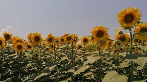 Culturile agricole obținute prin Noile Tehnici Genomice (NGT),  promovate de Comisia Europeană, în timp ce culturile modificate genetic ( OMG ) rămân sub o strictă reglementare