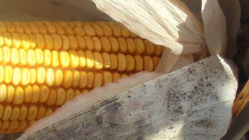 Scădere semnificativă a recoltei de cereale la nivelul Uniunii Europene