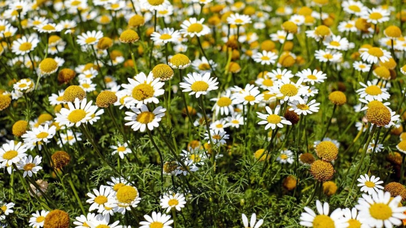 Centru pentru dezvoltarea unei tehnologii de cultivare a plantelor medicinale în spaţii protejate, înfiinţat în Vâlcea