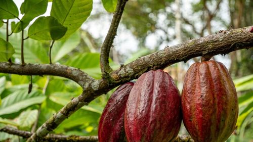 Arbori de cacao cu randament ridicat într-o fermă high-tech intensivă în Brazilia. Acest stat intenționează să devină și liderul producției de cacao, nu doar de cafea