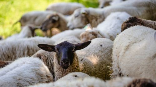 O fermă privată refuză să plătească incinerarea animalelor / CJ Timiș cere Guvernului să schimbe regulile