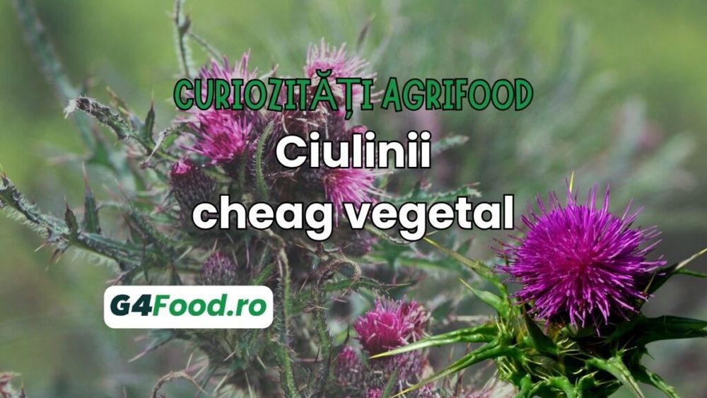 Curiozități agrifood - 12 iulie: Antipaticii ciulini conțin substanțe utile ficatului și cheag vegetal pentru brânzeturi