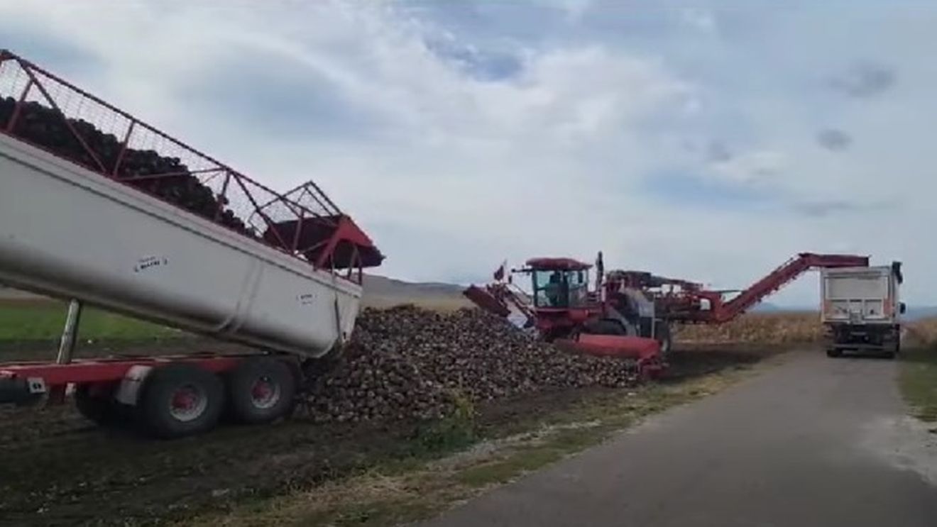 Cultivatori de sfeclă de zahăr, finanțați de AFIR cu aproape 3.000.000 de euro pentru achiziția de utilaje agricole