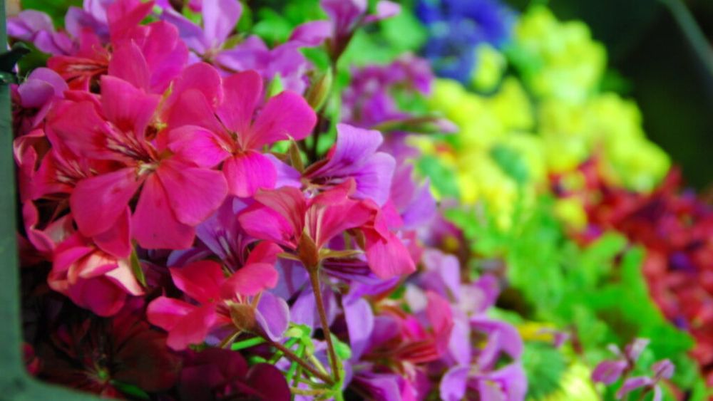 Florile comestibile: Condiții de cultivare și cum se îngrijesc / Viorelele, crăițele și gălbenelele, între florile care sunt folosite în gastronomie