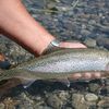 Maramureș: Peste 8.000 de puieți de păstrăv au fost mutați pe râurile din Valea Vaserului / Măsura urmărește refacerea ecosistemului afectat de cauze naturale