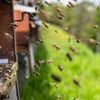 Seceta amenință albinele din Ungaria. Apicultorii cer ajutor de la autorități / Cum poate afecta criza polenului agricultura