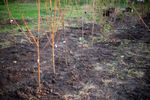 7 pomi fructiferi pe care îi poți planta în această toamnă. Cum alegi soiul potrivit și ce trebuie să faci înainte de iarnă