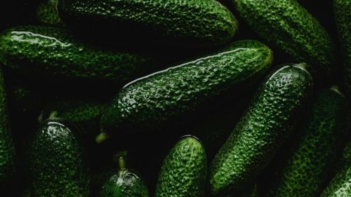 Cultivăm castraveți de 3000 de ani. Cum a ajuns fructul din India pe mesele faraonilor și de acolo în Imperiul Roman. Noi îl creștem din secolele XVII-XVIII