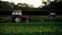 Agricultura ecologică prinde teren în Brăila: peste 12.300 de hectare sunt exploatate în sistem bio