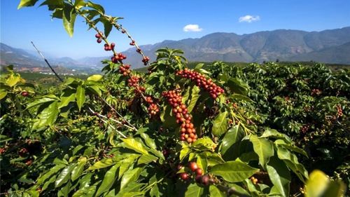 Dispare cafeaua? Clima în țările cultivatoare de cafea devine nepotrivită pentru a mai produce boabe, pe fondul încălzirii globale, arată o recentă analiză
