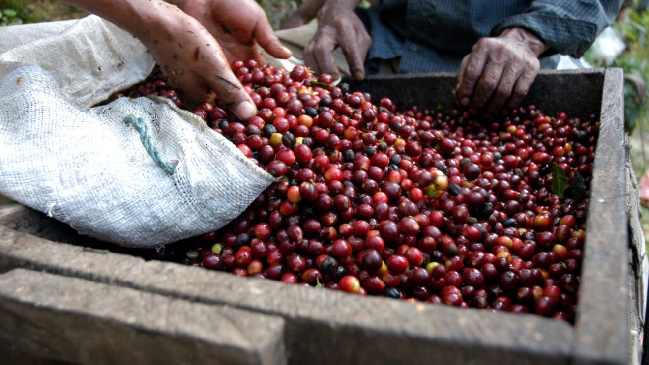 Cafeaua cultivată în Italia, o premieră care ar fi părut imposibilă acum câteva decenii. La Palermo a fost recoltat primul lot de Arabica / Cum schimbă clima agricultura