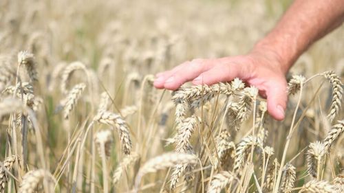Ministrul Agriculturii: Am creionat un mecanism unic în Europa prin care statul român asigură 7 milioane de hectare la secetă / Primă de asigurare de 3.000 de lei pe hectar