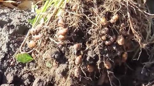 Migdale de pământ, plantate în Parcul Crâng din Buzău. Sunt mai dulci ca alunele și rezistă bine la secetă