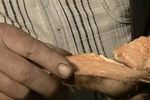 Leguma care crește în nisipul de la Dăbuleni și se coace în timp record. Noul soi are coajă roz și miez galben și ajunge la jumătate de kilogram în două luni. Cât costă kilogramul