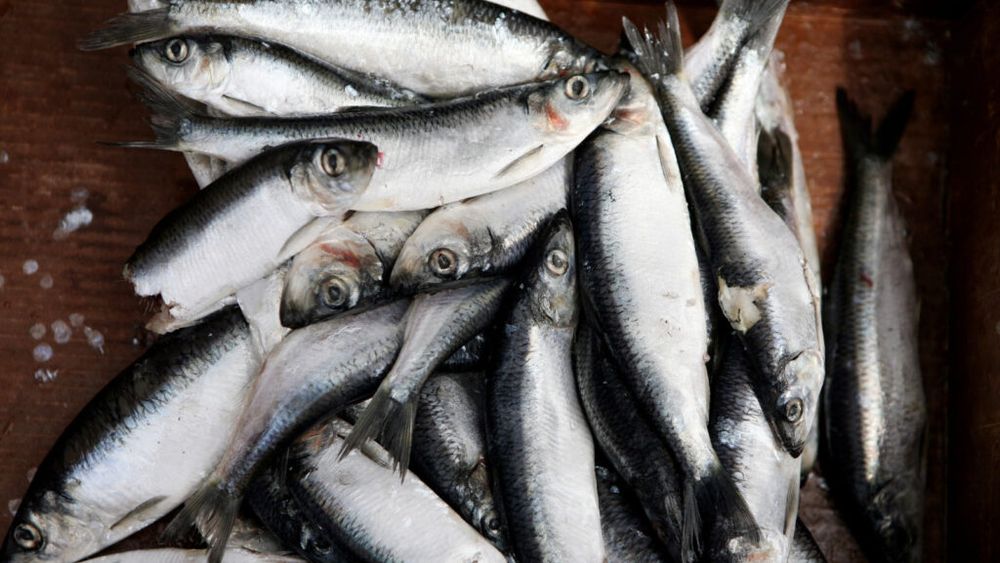 Pește românesc, icre, storceag și zacuscă din pește, la Târgul Pescăresc organizat în weekend în curtea Ministerului Agriculturii