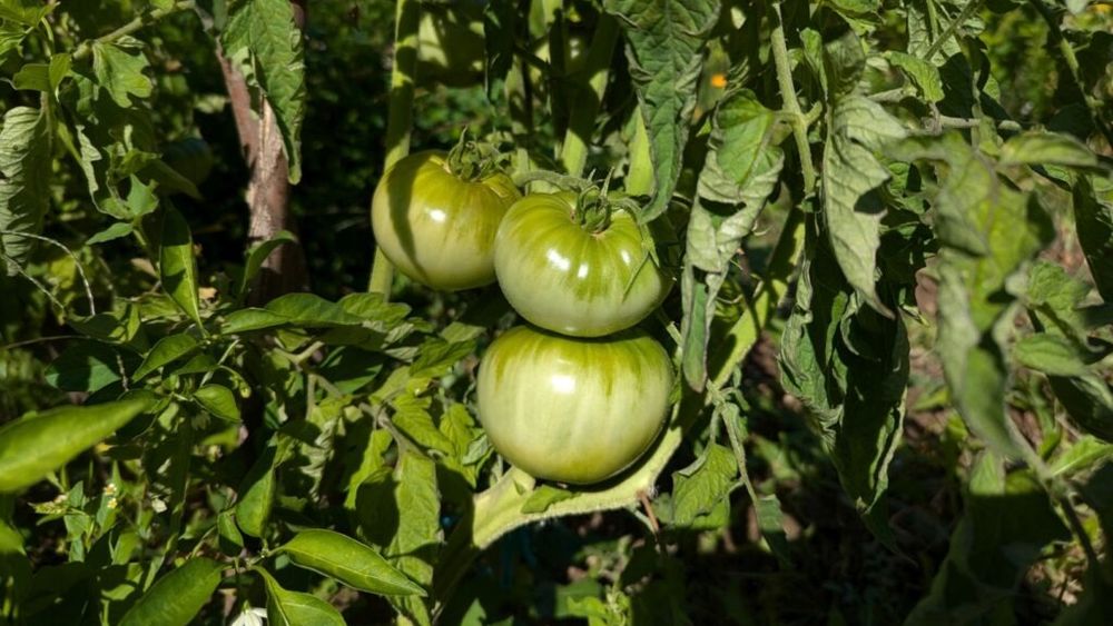 Cultivator premiat de tomate din Constanța: Roșiile cresc din ce în ce mai greu afară, din cauza căldurii