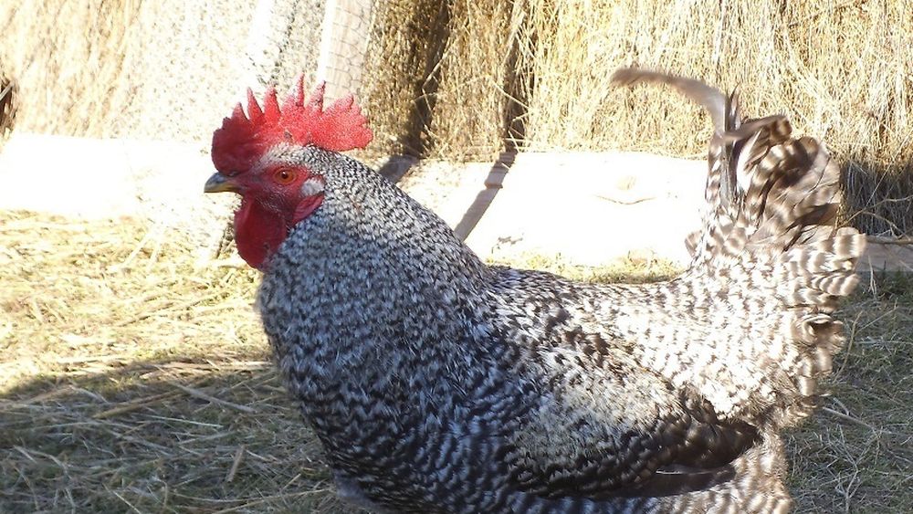 Răspândire rapidă a virusului gripei aviare în Europa; Emiratele Arabe Unite au interis deja importurile de carne de pasăre din Germania