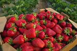RAPORT Pesticide Action Network | Top 4 fructe care conțin cele mai multe pesticide/ PAN: Fiecare pesticid în parte este sigur, dar împreună dau un „cocktail” periculos. Copiii sunt cei mai afectați