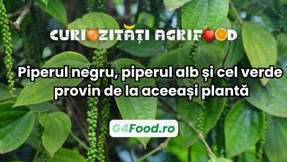 Curiozitate agri-food: Piperul negru, piperul alb și cel verde provin de la aceeași plantă / Sunt același fruct, recoltat și procesat în etape diferite