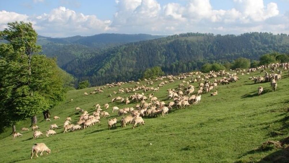 FAO lansează Anul Internațional al Pajiștilor și al Păstorilor, o inițiativă de sensibilizare legat de contribuția lor esențială la sistemele agroalimentare, biodiversitate și climă