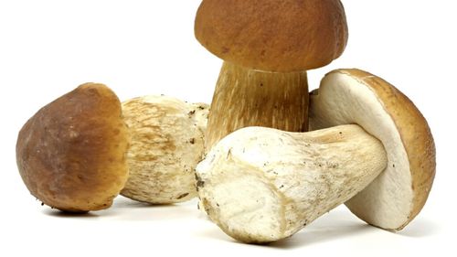 Ciupercile pot fi bune împotriva gripei / De fapt, stimulează sistemul imunitar și fac simptomele mai ușoare