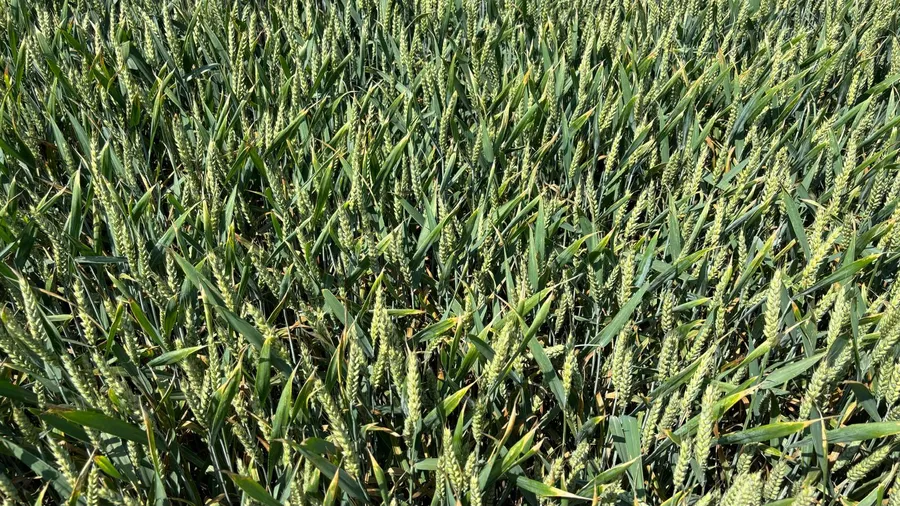 Ziua Grâului Bărăgan: Eveniment dedicat progresului agricol, organizat de Forumul APPR