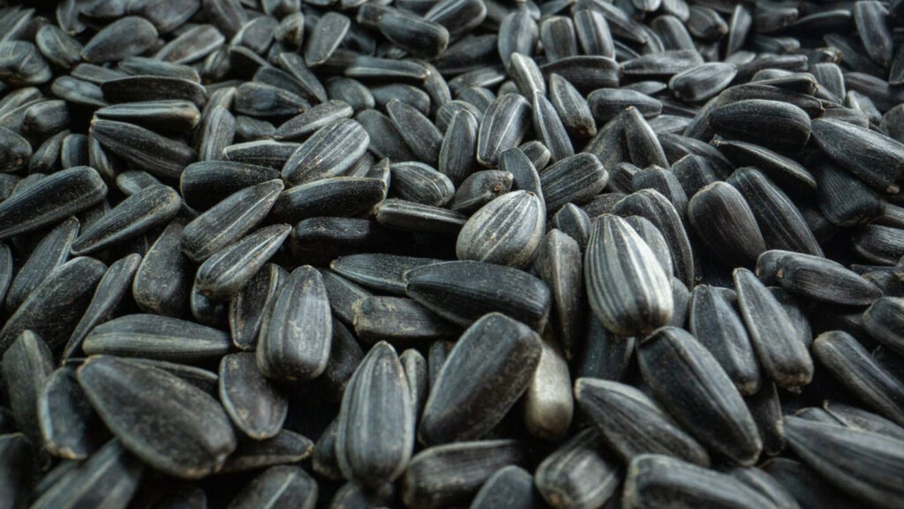 Argentina își crește exporturile de semințe de floarea-soarelui către Uniunea Europeană / Bulgaria și România se numără printre principalii cumpărători