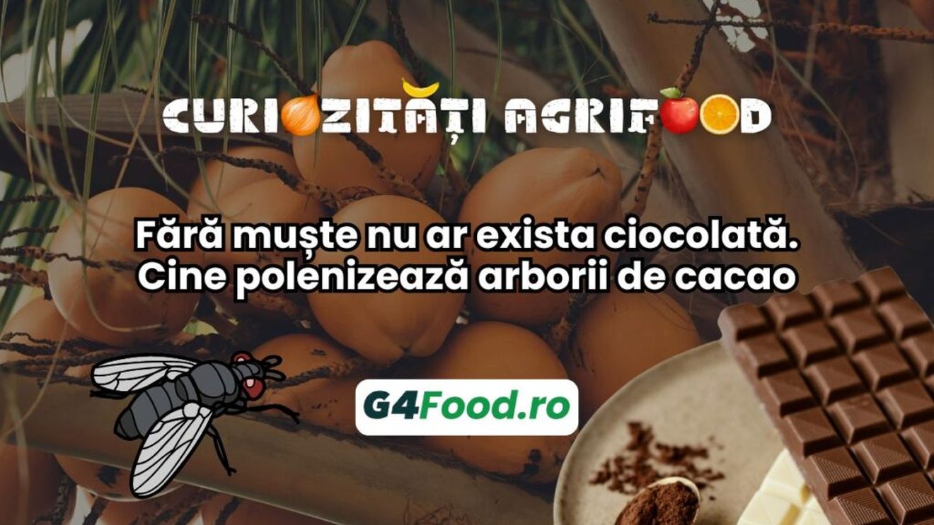 Curiozități agrifood - 12 septembrie: Fără muște nu ar exista ciocolată. Cine polenizează arborii de cacao