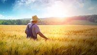 Tot mai puține cereri pentru subvențiile APIA în Buzău. Fermierii spun că agricultura devine tot mai puțin atractivă