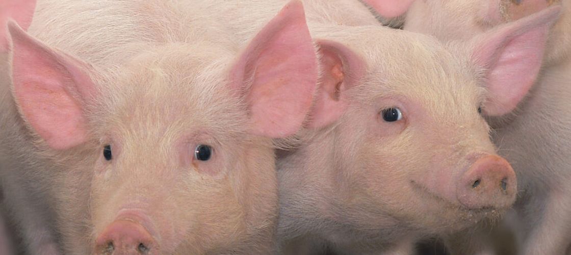 Președintele Nicușor Dan a trimis Legea privind combaterea pestei porcine înapoi în Parlament pentru reexaminare