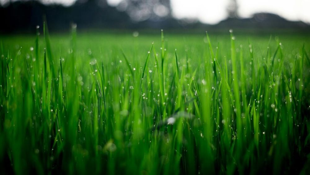 Vrei sa vinzi produse bio, dar nu știi de unde să începi? Iată pașii de urmat