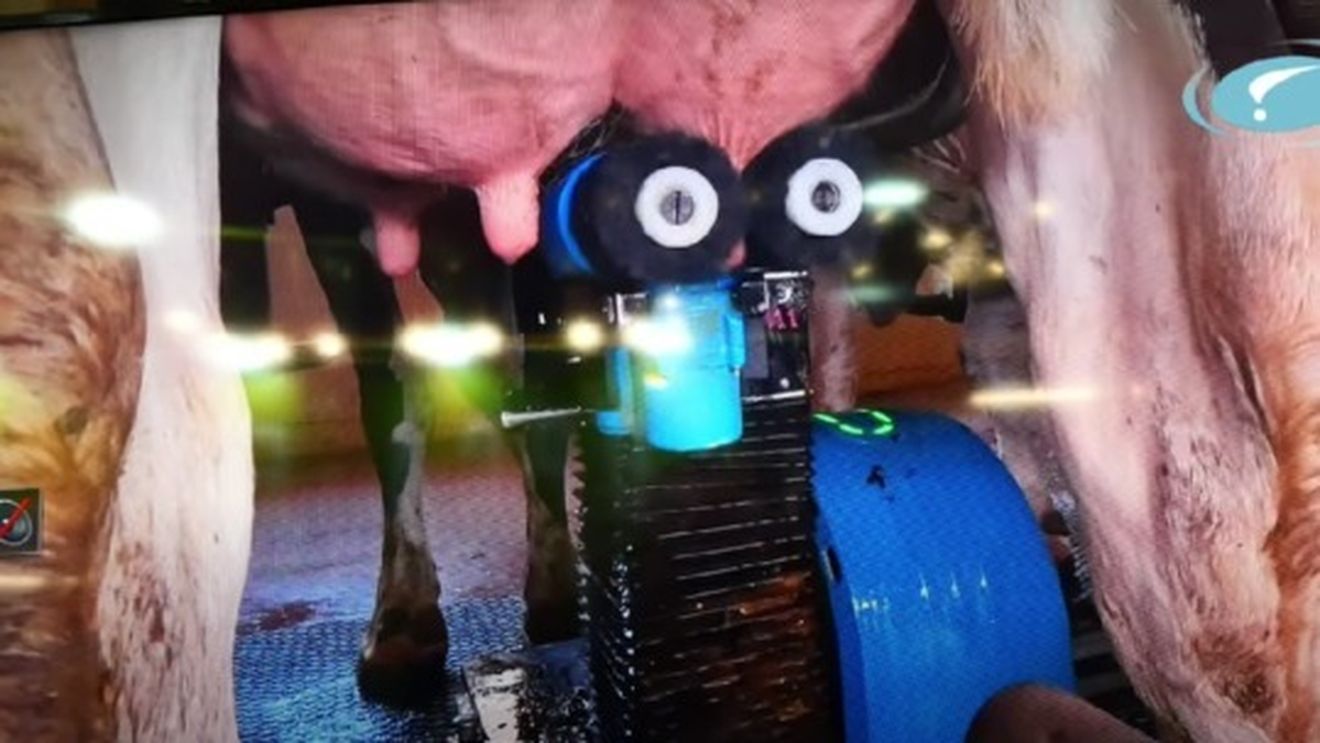 Vaci mulse cu ajutorul unor brațe robotice care se deplasează pe șine / Sistemul este conceput pentru robotizarea sălilor de muls convenționale fiind recomandat pentru ferme cu cel puțin 200 de vaci