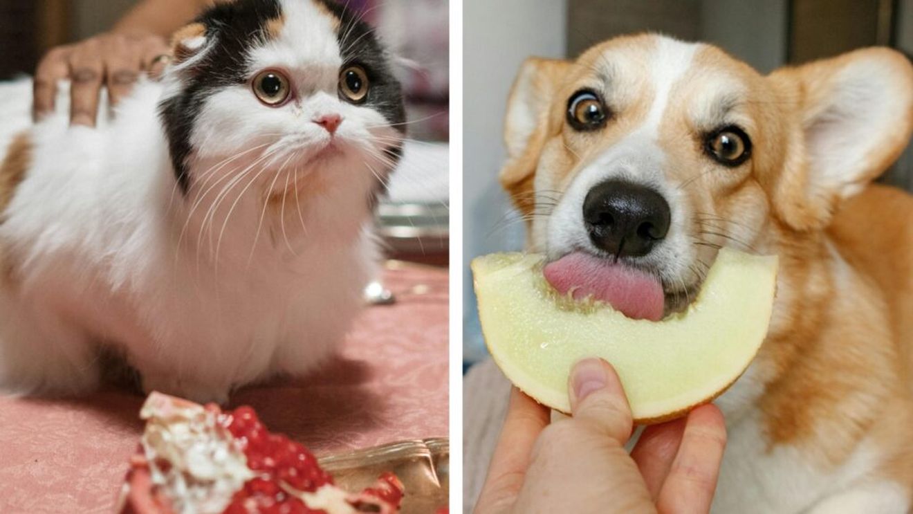 Nu toate fructele sunt bune pentru câini și pisici: ce este sigur și ce poate fi toxic /  Lista completă a fructelor permise și interzise