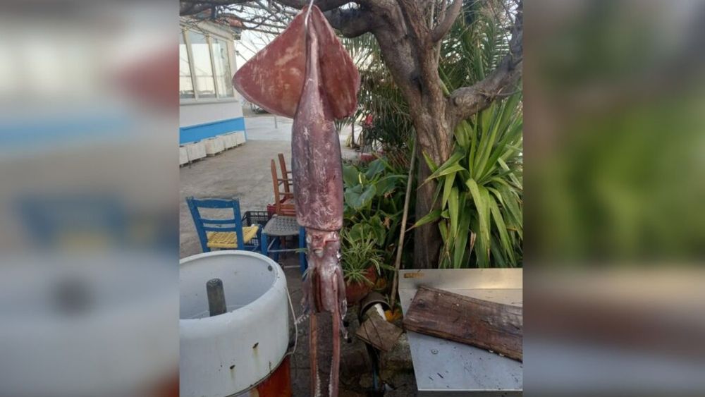 Captură rară: Calamar uriaș, de 15 kg, prins de proprietarul unei taverne / Cum este servită de obicei această delicatesă în Grecia