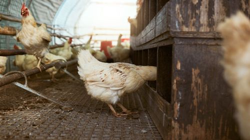 Unităţile româneşti de creştere şi procesare a cărnii de pasăre pot exporta produse avicole în Cuba, anunță ANSVSA