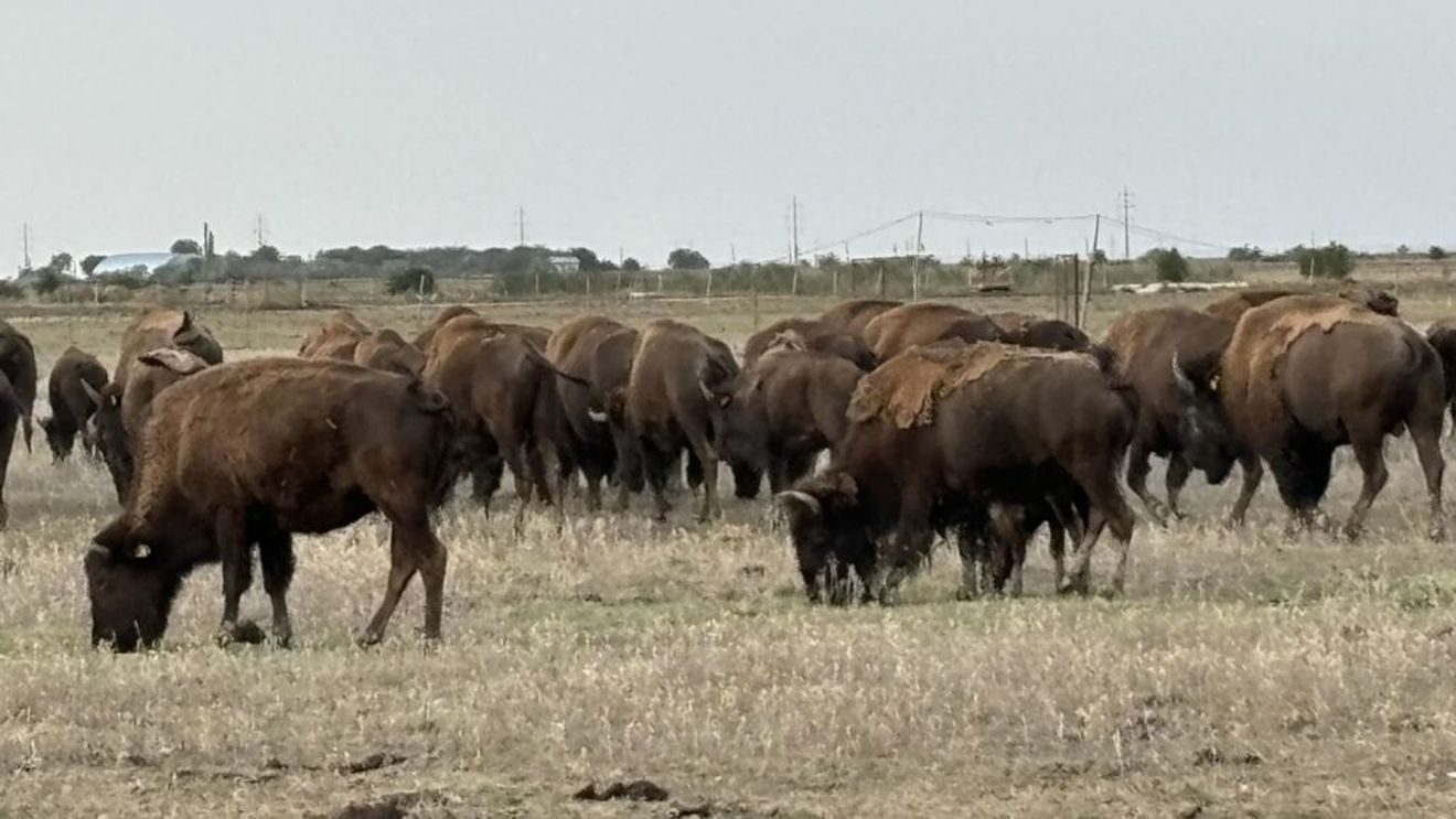 Bizonii din Bordeasca Veche: „Or fi adevărați? În țara Mioriței?” / Fermierul Răzvan Avram crește aproape 80 de animale și vinde exemplare mature pe piața din Austria