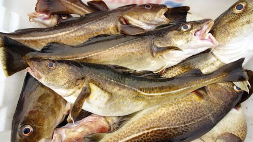 Peștele merluciu din Marea Baltică devine tot mai mic, arată un studiu. S-a redus de la aproape 1m la 20-30 cm, o formă de adaptare, pentru a putea evada din plasele de pescuit