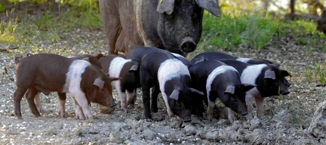 Doar 3.000 de exemplare au mai rămas. Rasa de porci cinta senese, varianta italiană a mangaliței, la un pas de dispariție din cauza pestei porcine