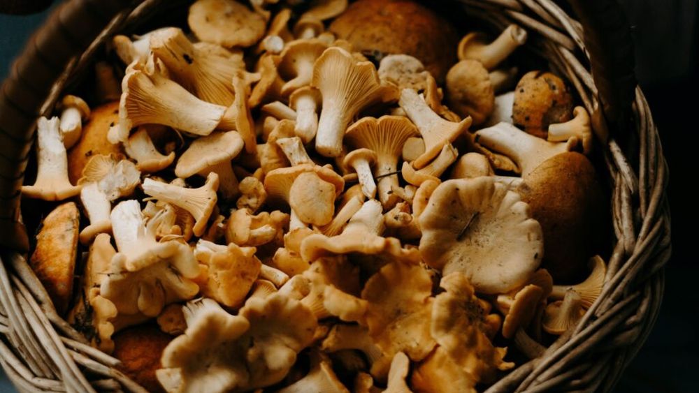Piața mondială a ciupercilor a ajuns la 50 de miliarde de dolari și ar putea atinge peste 100 de miliarde de dolari, în 2030