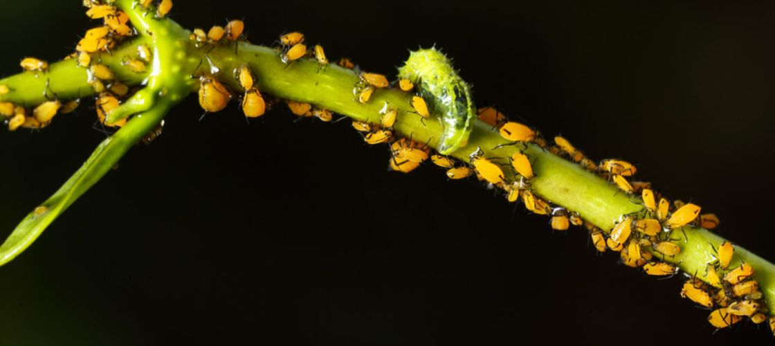 Temperaturile extreme cresc presiunea dăunătorilor în serele din România / O cooperativă din Olt își extinde producția cu 10% anual