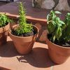 VIDEO | O mică grădină acasă? Iată cum să cultivi în bucătărie sau pe balcon propriile plante aromatice