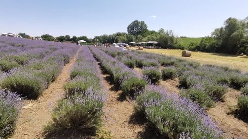 Lavanda, vedeta începutului de vară – instagramabilă, frumos mirositoare, te întoarce în atmosfera din casa bunicilor/ Eveniment cu parfum de lavandă la Bonțida/ Și o rețetă la îndemână de pregătit înghețată de lavandă acasă