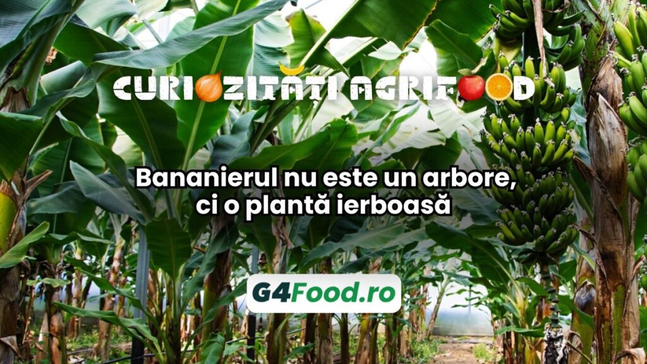 Curiozități agri-food 27 noiembrie: Bananierul nu este un arbore, ci o plantă ierboasă