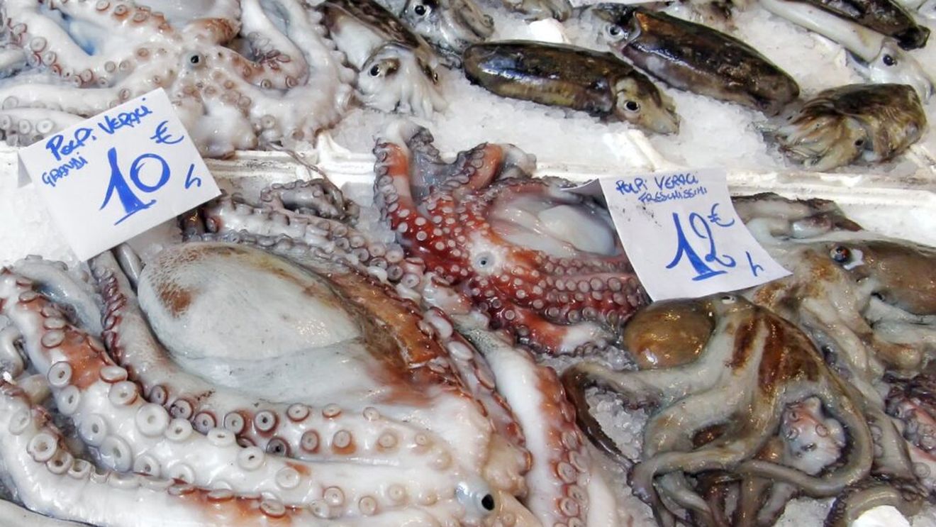 ANALIZĂ | „Squid game” între Marea Britanie și UE: Cum au ajuns calamarii noul „măr al discordiei” în discuțiile de resetare a relațiilor comerciale post-BREXIT