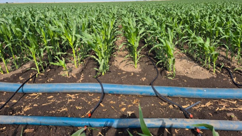 Fermierul Alexandru Chiriță a pornit instalația de irigare prin picurare la porumb / Suprafața totală udată, peste 100 ha / ”În partea asta a județului Călărași nu am avut parte de ploaie, nimic”