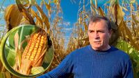 VIDEO | Porumbul „bătrânesc” pe care un fermier din Maramureș îl cultivă pentru găini și pârgă: „Ne-am dat seama că găinile noastre sunt mai sănătoase” / Ce spun studiile